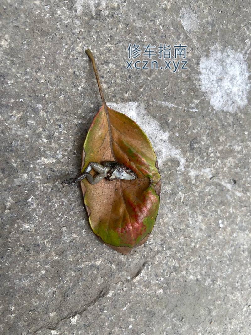 [四川-德阳]站街